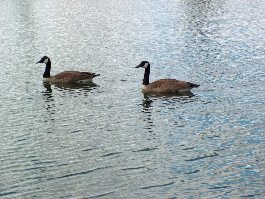 Canada Geese on Stong Pond.