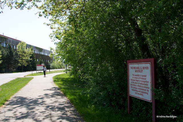 Photo of the sidewalk in front of the Boyer Woodlot
